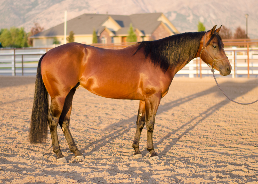 reining horse for sale