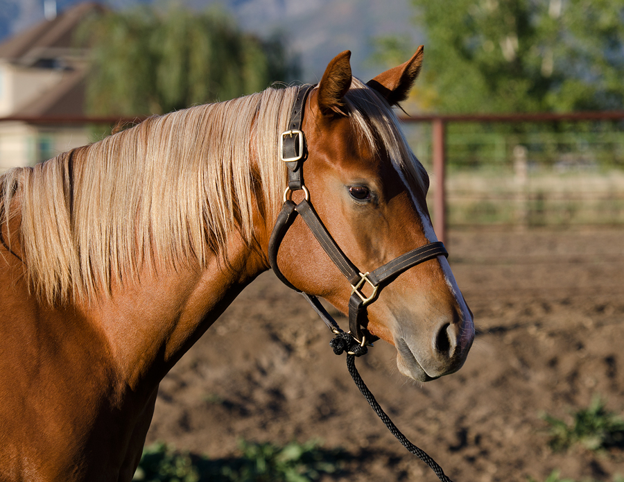 Design By Grey western pleasure prospect for sale