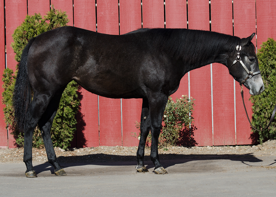 hunter under saddle prospect for sale