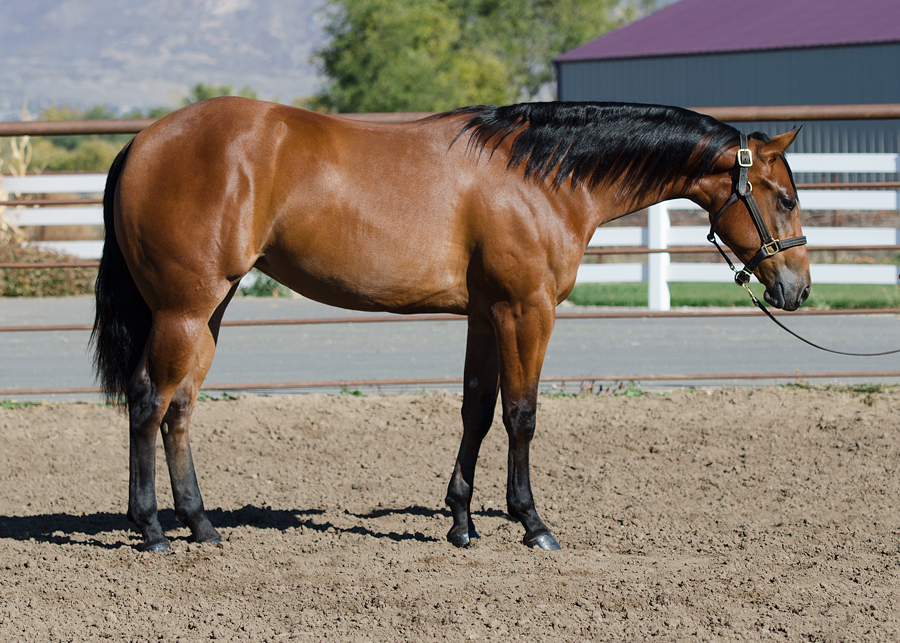 HF Lady Of The Nite yearling reining prospect horse for sale