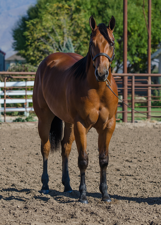 HF Lady Of The Nite yearling reining prospect horse for sale