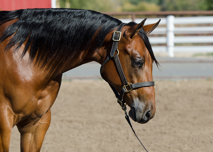 HF Lady Of The Nite yearling reining prospect horse for sale