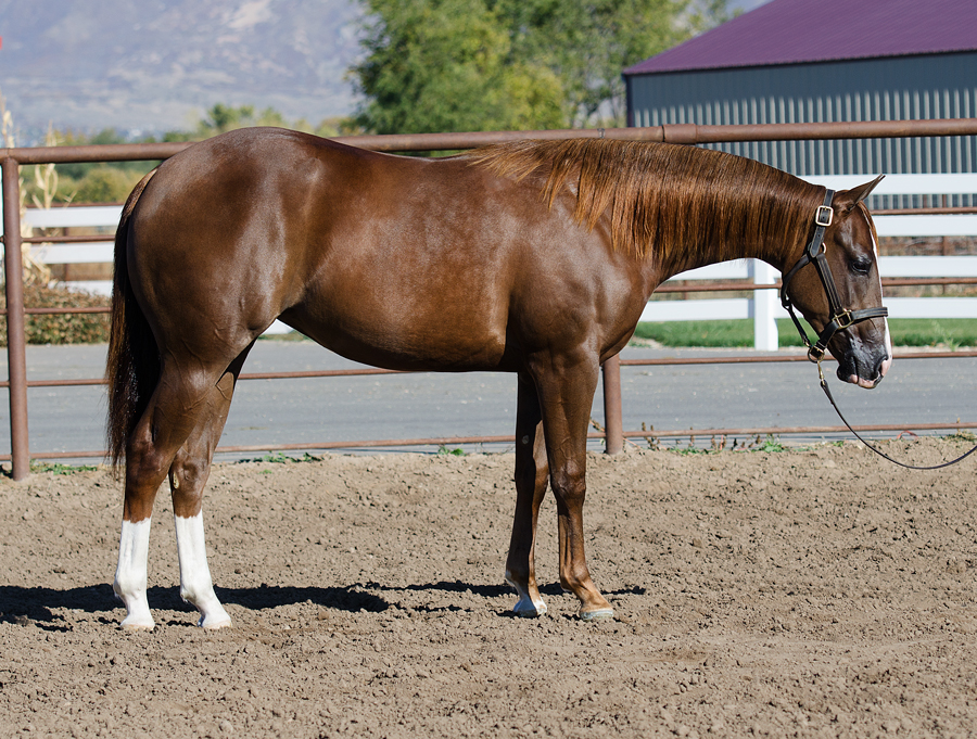 yearling reining prospect horse for sale