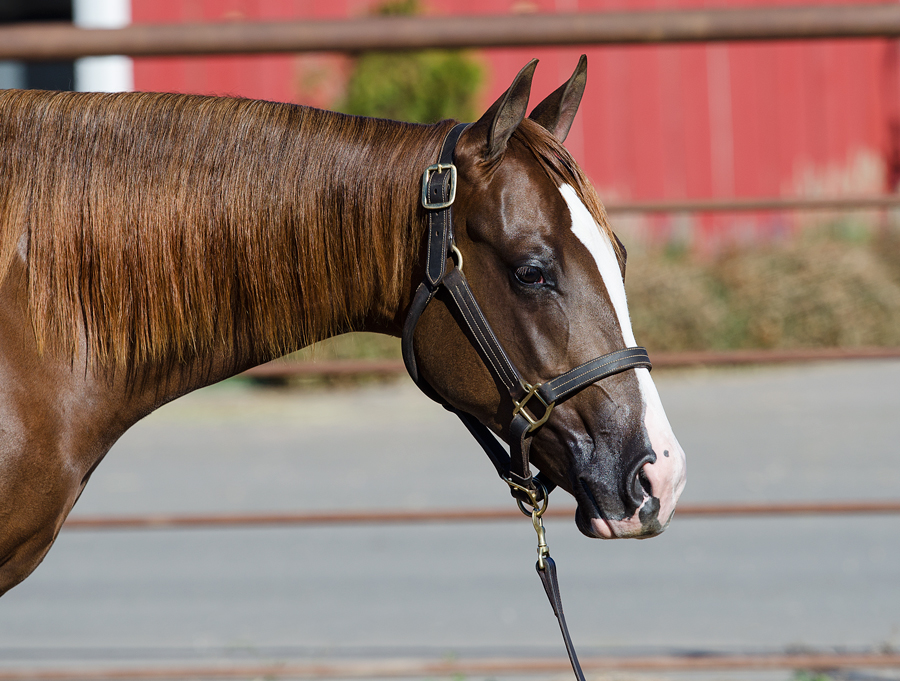 Gunna BA Trashydream yearling reining prospect horse for sale