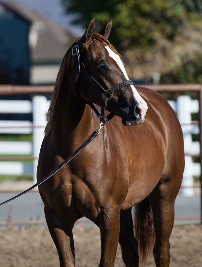 Gunna BA Trashydream yearling reining prospect horse for sale