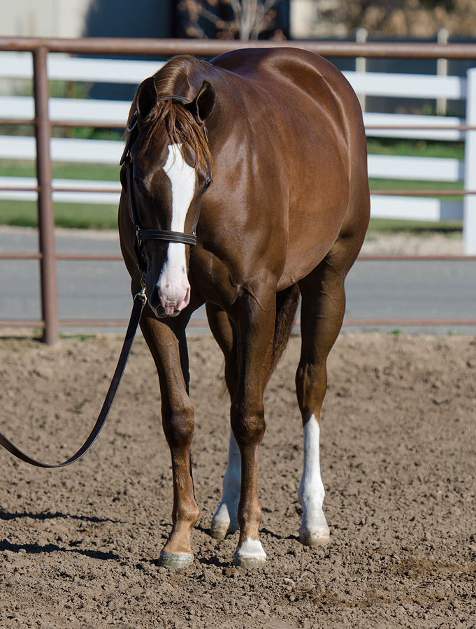 Gunna BA Trashydream yearling reining prospect horse for sale