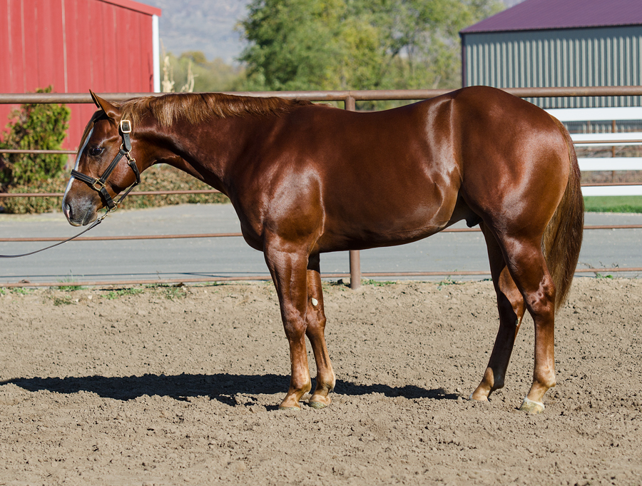 yearling reining prospect horse for sale
