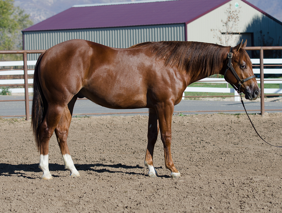 reining horse for sale yearling prospect