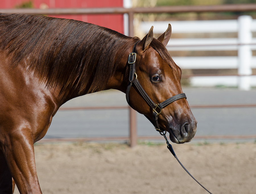 Gunna Storm reining horse for sale yearling prospect