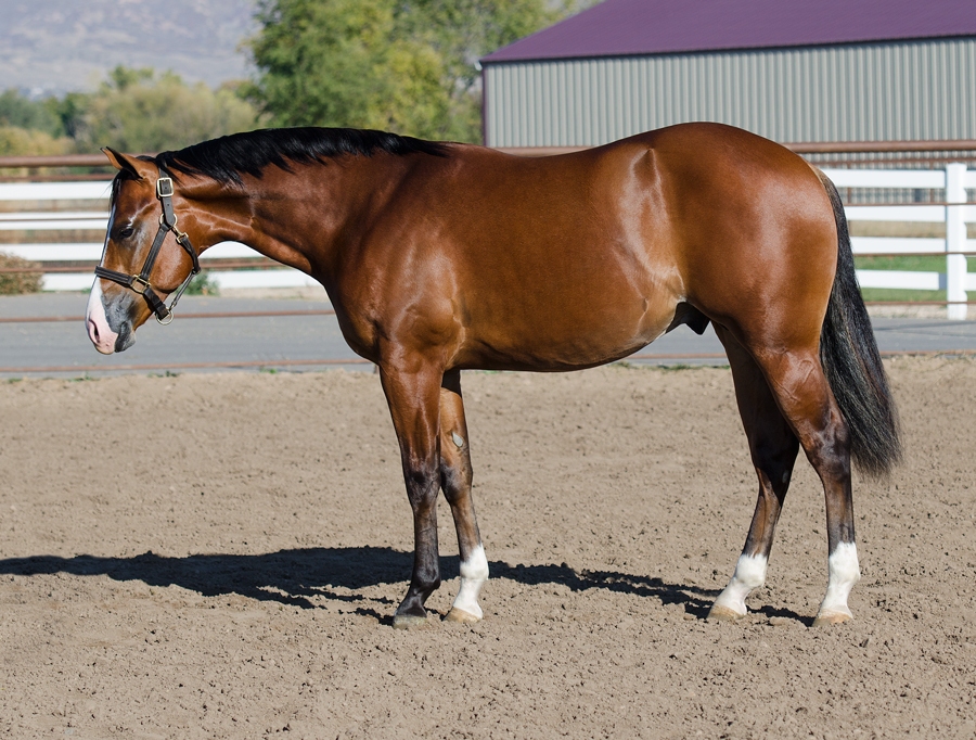reinin yearling prospect for sale