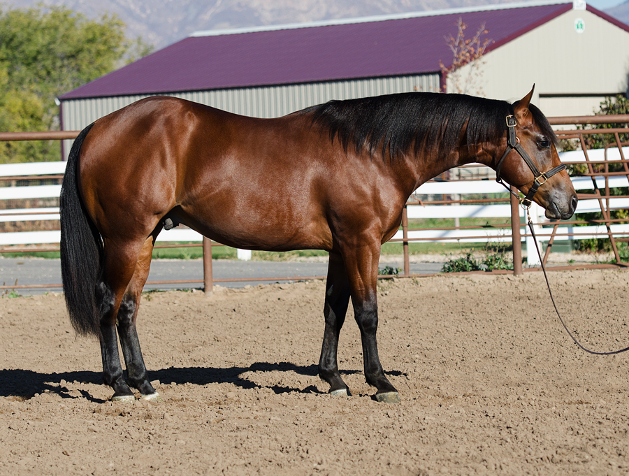 yearling reining prospect horse for sale