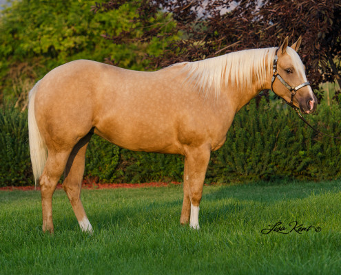 reining horse for sale