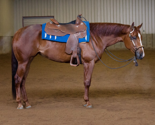western pleasure horse for sale