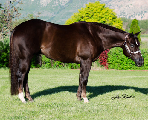 all around aqha gelding for sale western pleasure trail western horsemanship