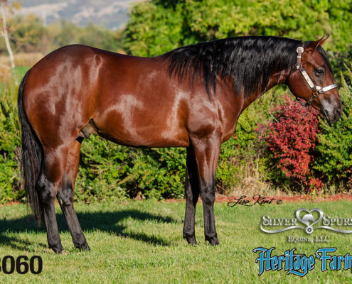 reining yearling for sale