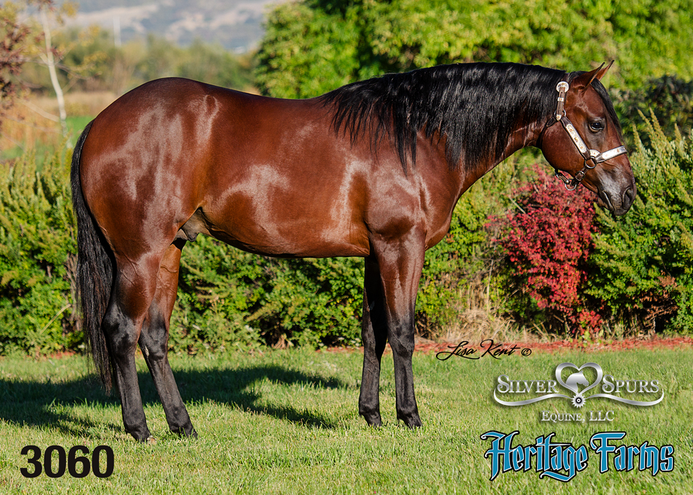 Custom Freeze reining yearling for sale