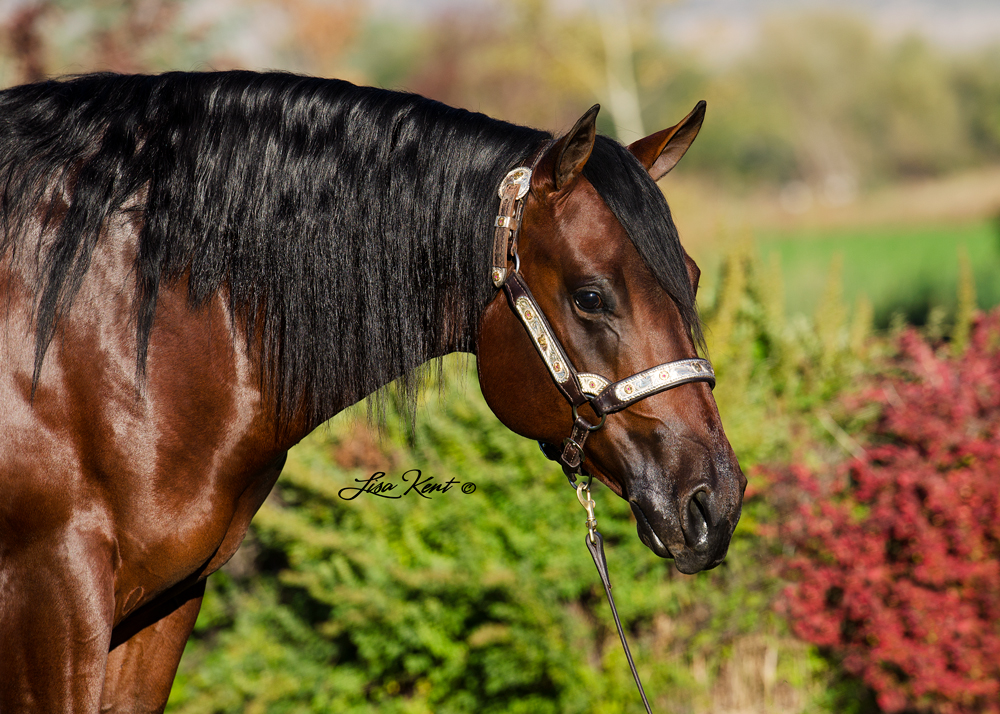Custom Freeze reining yearling for sale