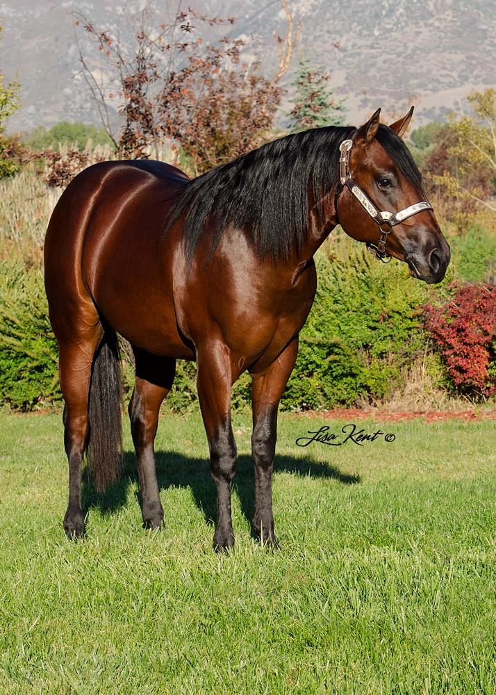 Custom Freeze reining yearling for sale