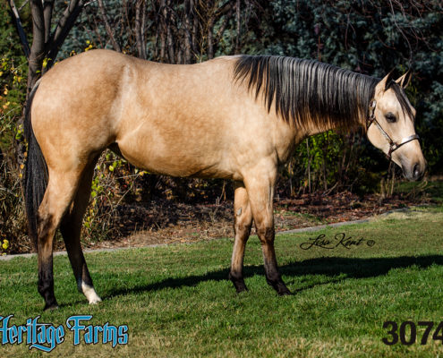 nrha futurity sales