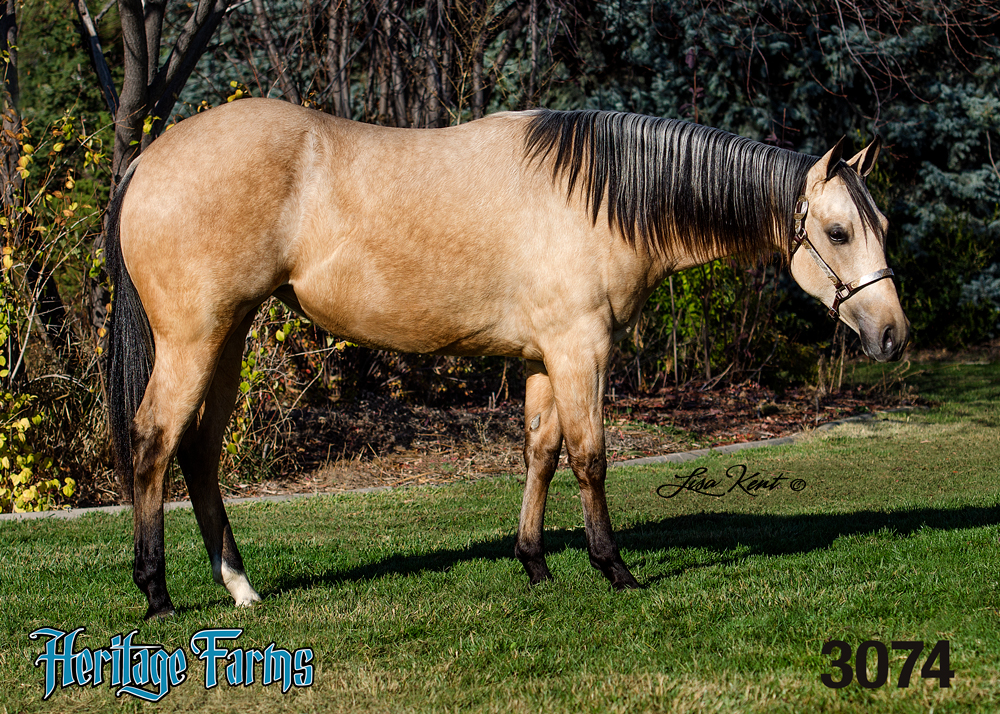 HF Daughterofthemob nrha futurity sales