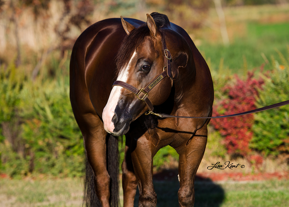 Dun Bein Smart Dun Bein Smart reining stallion utah