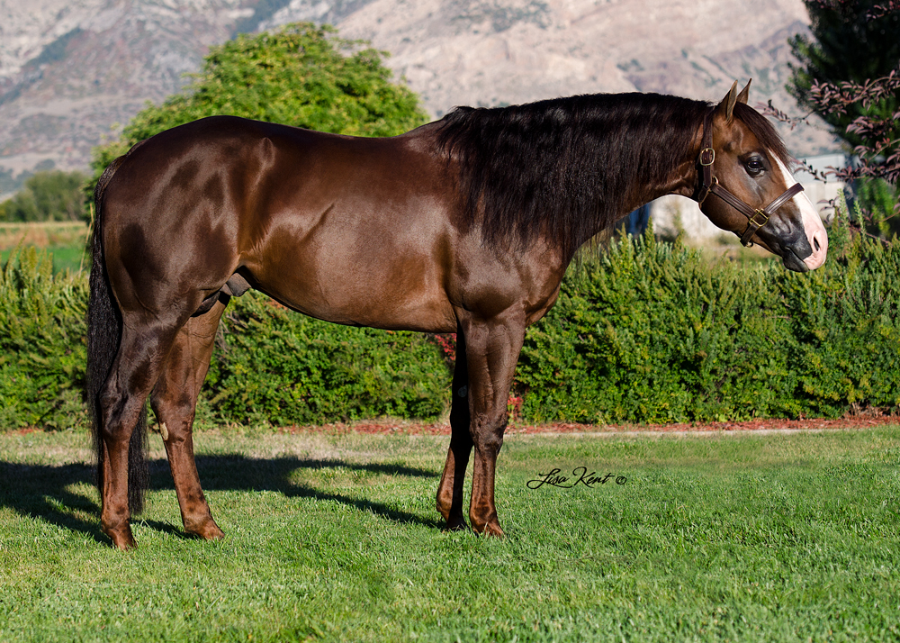 Dun Bein Smart Dun Bein Smart reining stallion utah