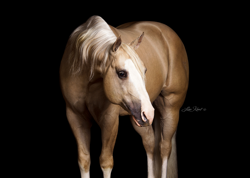 KR Gun Powder - Reining Horse Stallion KR Gun Powder - Reining Horse Stallion