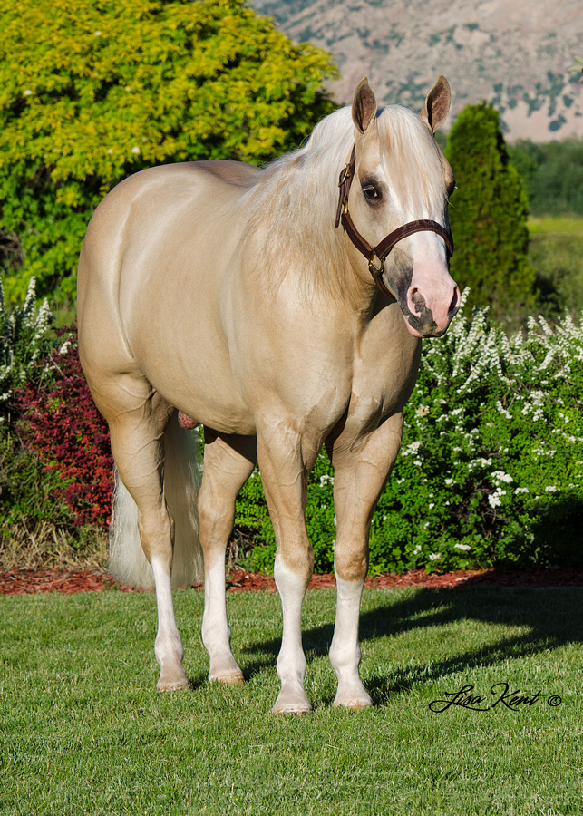 KR Gun Powder KR Gun Powder reining horse
