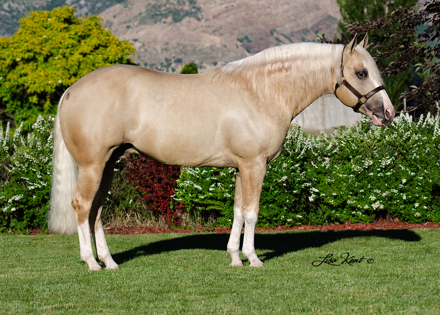 KR Gun Powder KR Gun Powder reining horse