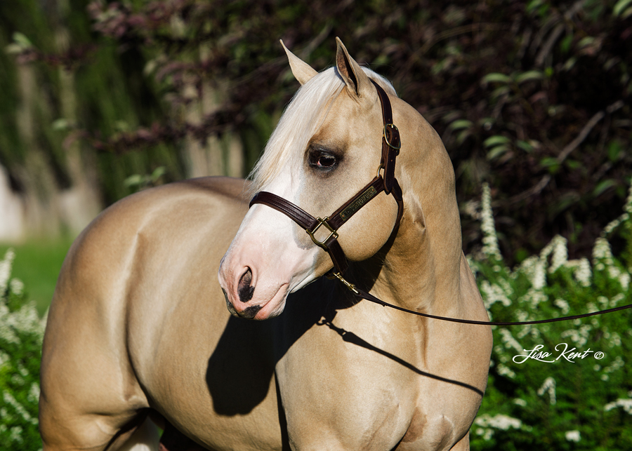 KR Gun Powder KR Gun Powder reining horse