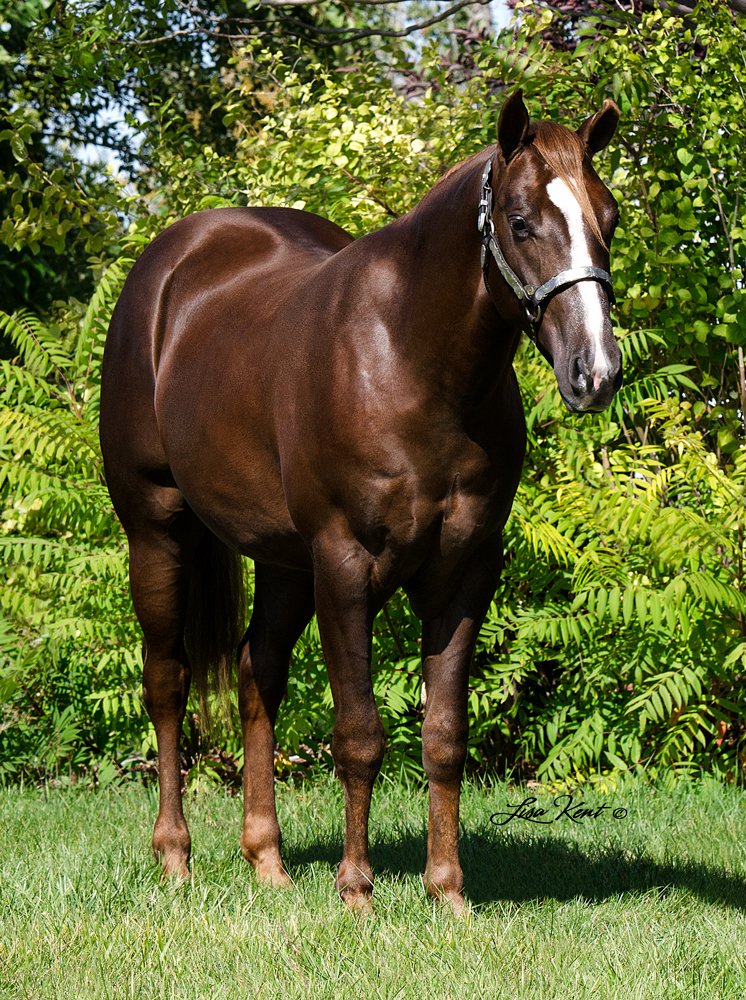 Hollywoods Surprise reining horse for sale