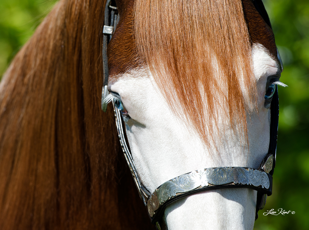 Hollys Hijacker yearling for sale by hf mobster