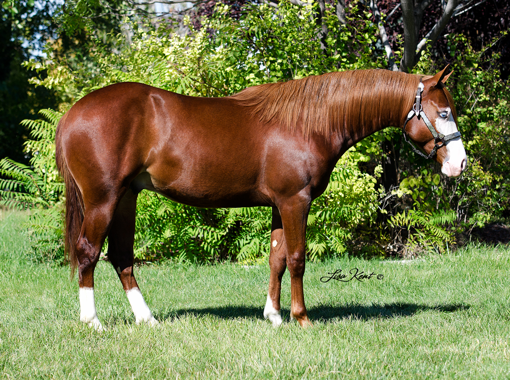 Hollys Hijacker yearling for sale by hf mobster