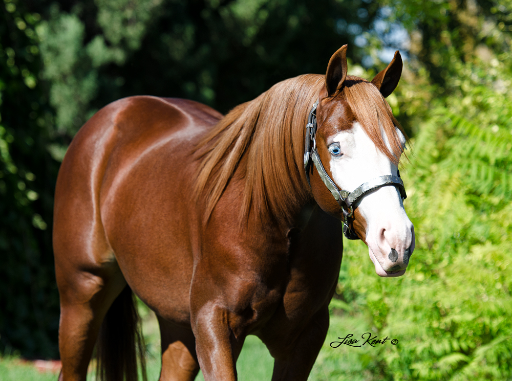 Hollys Hijacker yearling for sale by hf mobster