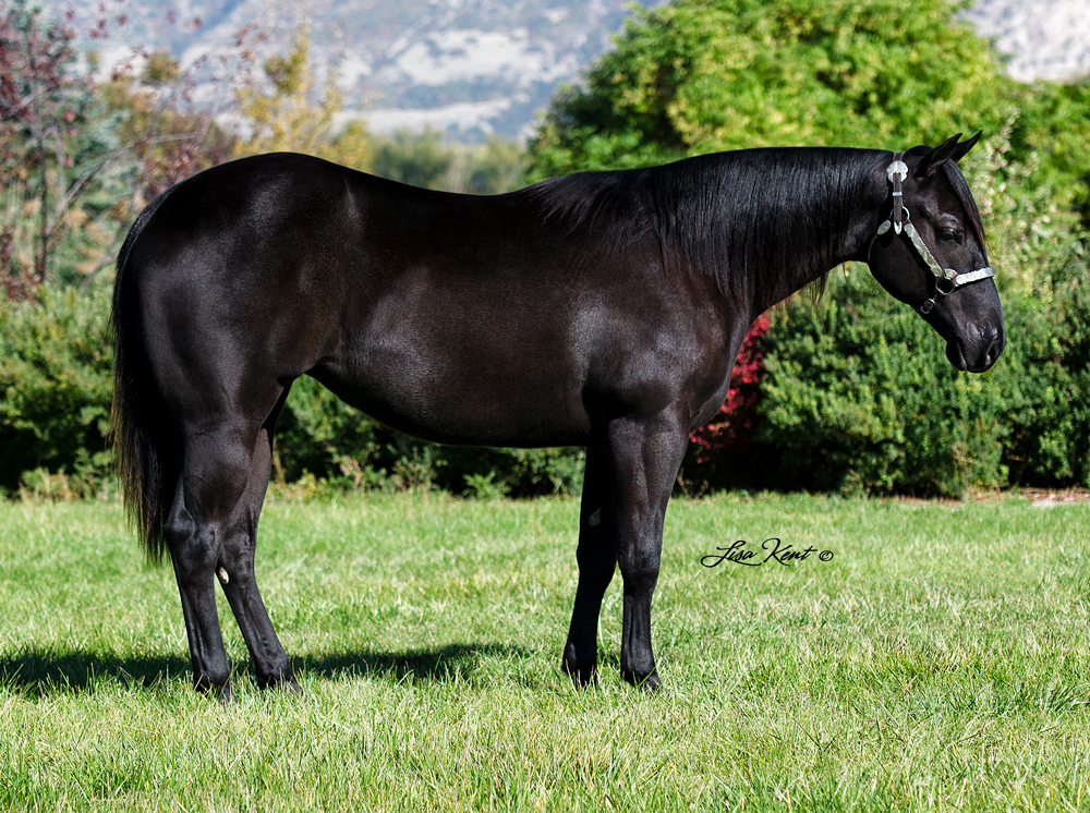 A Vintage Dreamer yearling reining horse for sale