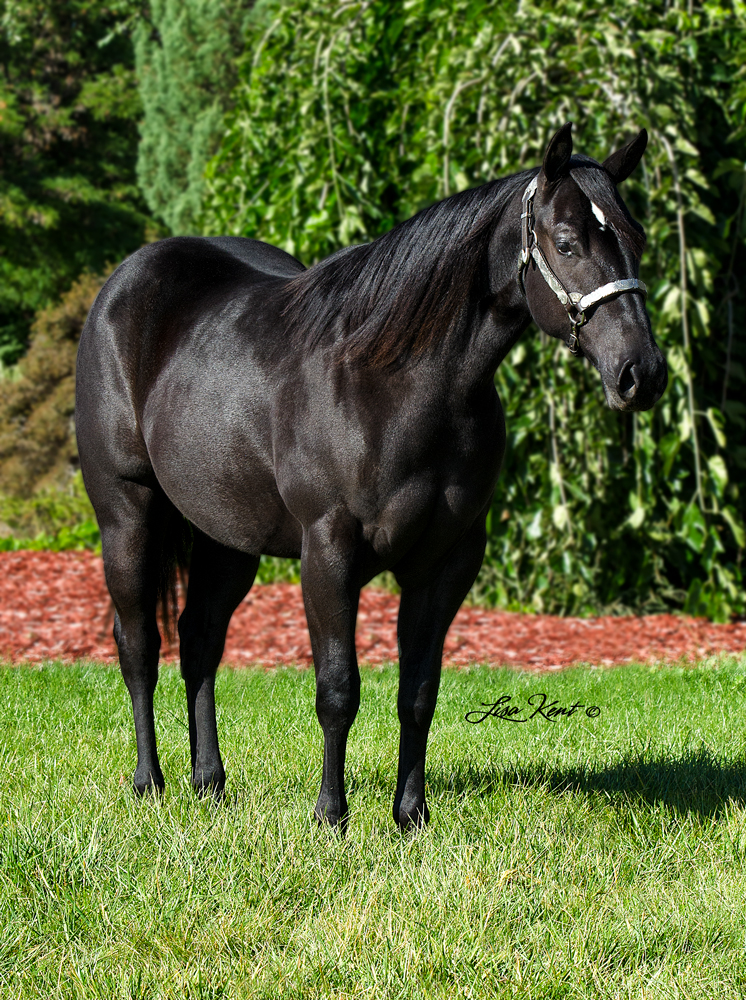 A Vintage Dreamer yearling reining horse for sale