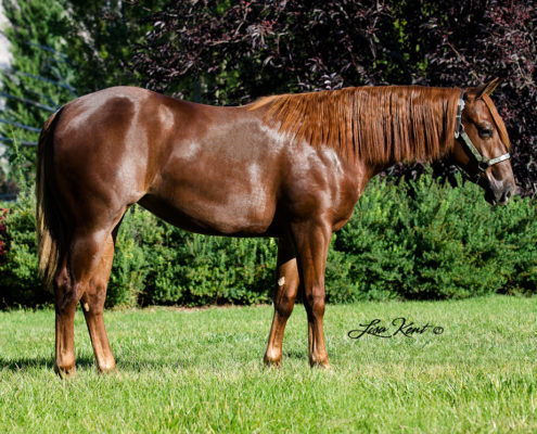reining yearling for sale