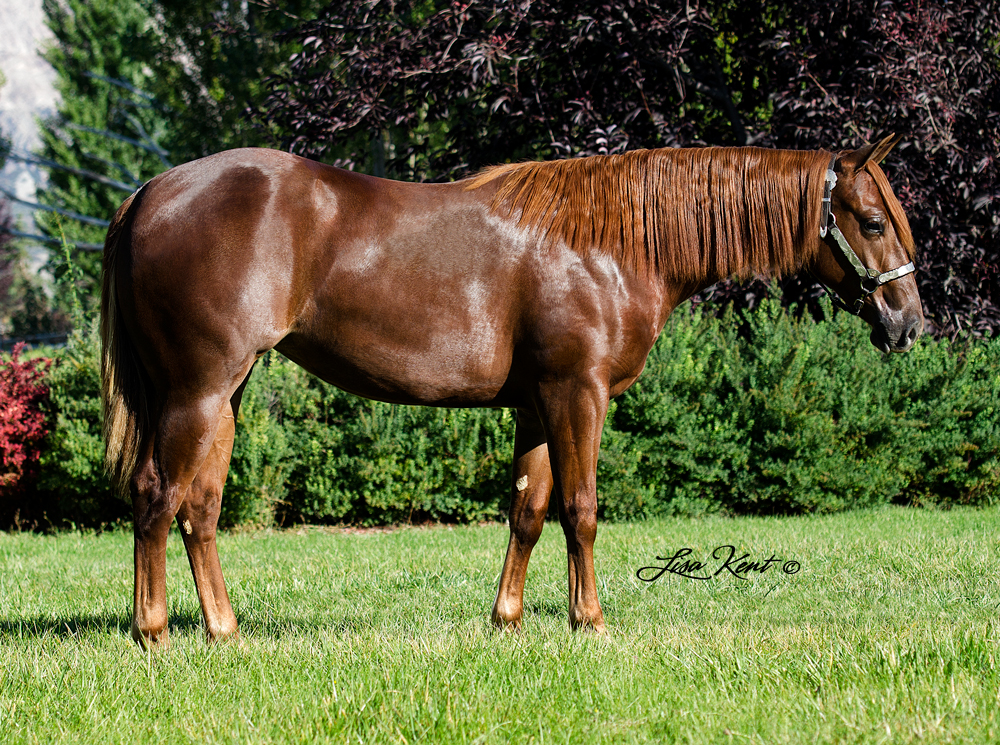 Hollys Juicy Miracle reining yearling for sale