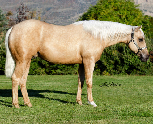 yearling reining horse for sale