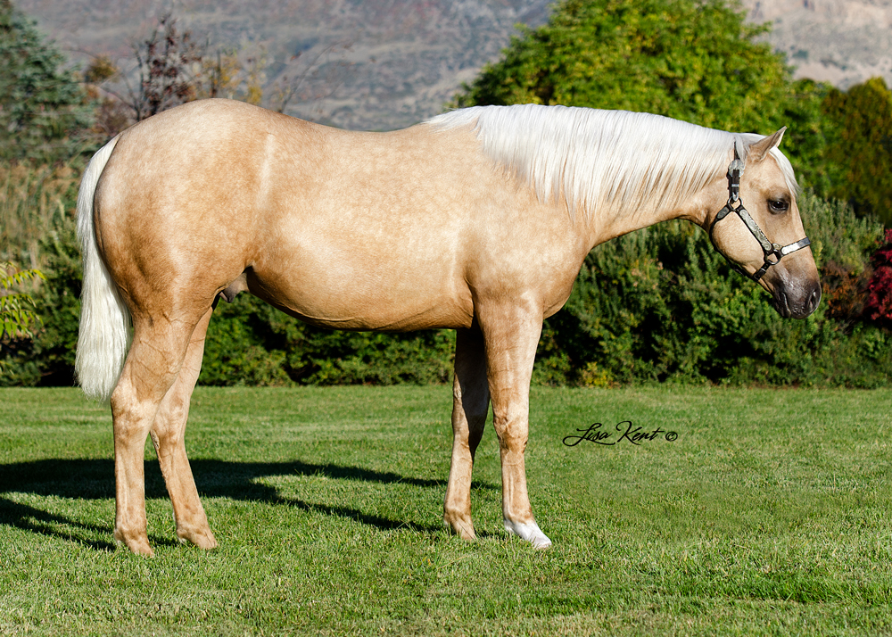 Spinnin Revolutions yearling reining horse for sale