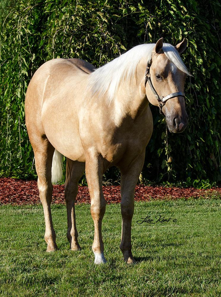 Spinnin Revolutions reining horses for sale