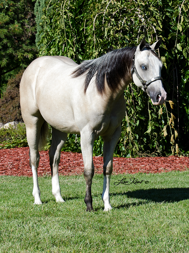 HF Icanhearyounow yearling reining filly by hf mobster for sale