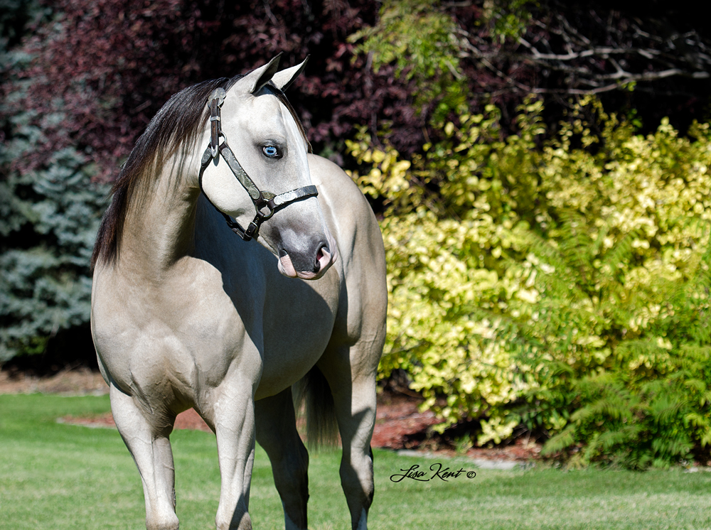 HF Icanhearyounow yearling filly by hf mobster for sale