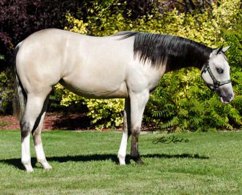 yearling mobster reining horse for sale