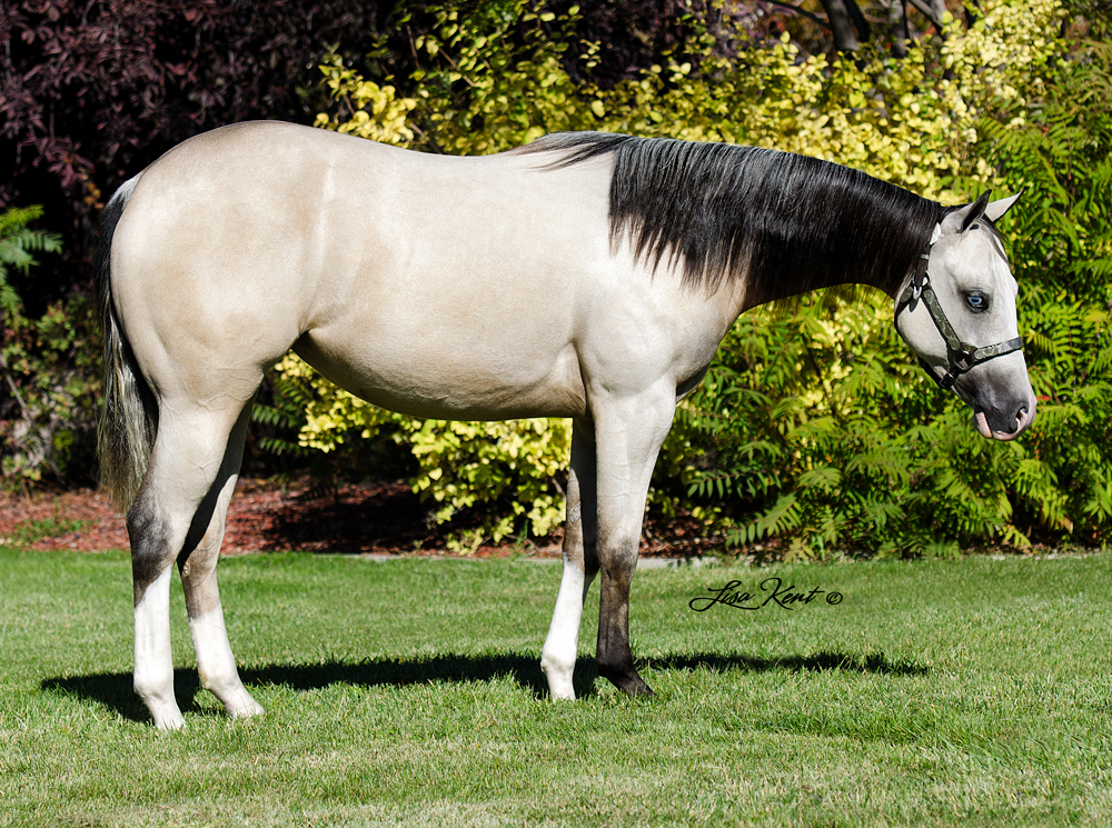 HF Icanhearyounow yearling mobster reining horse for sale