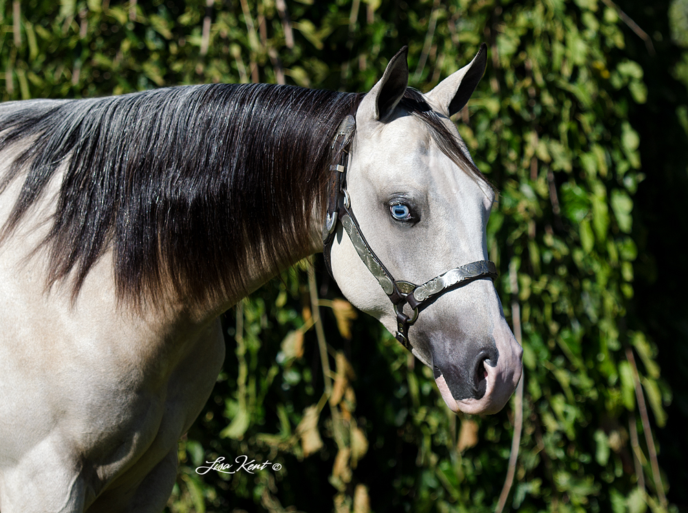 HF Icanhearyounow reining yearlings for sale