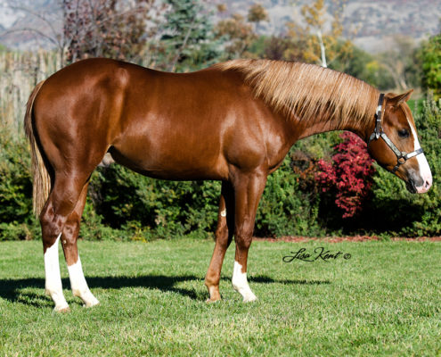 yearling reining horse for sale