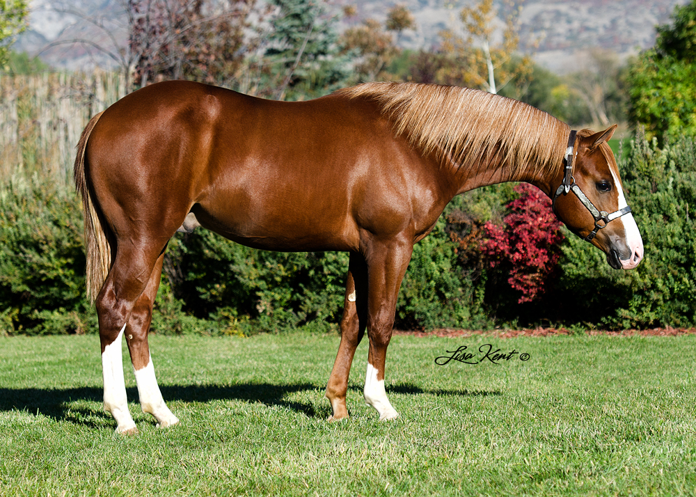 Gunna Slide For Ya yearling reining horse for sale