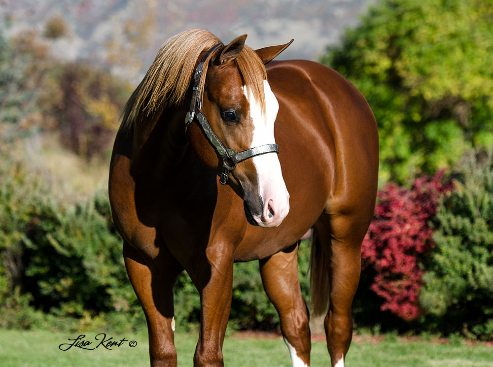 Gunna Slide For Ya yearling reining horse for sale