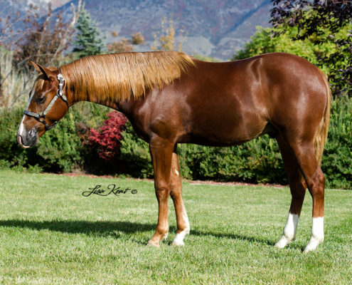 yearling reining horse by gunnatrashya for sale